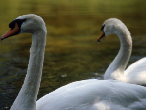 Royal swans, 1987. City of Ottawa Archives/CA024408.