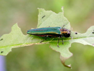 Emerald Ash Borer, agrilus planipennis